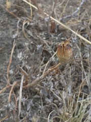 Calydorea xiphioides