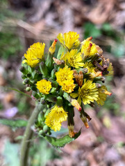 Youngia thunbergiana