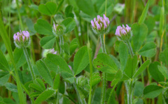 Trifolium microcephalum
