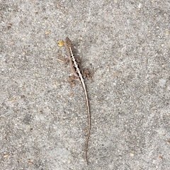 Anolis sagrei