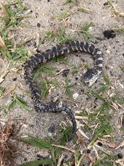 Nerodia sipedon williamengelsi