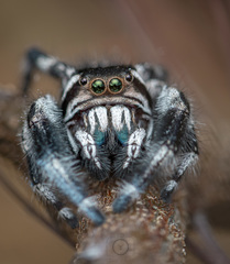 Phidippus albulatus
