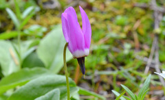 Primula austrofrigida
