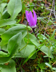 Primula austrofrigida