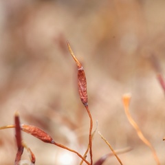Aloina rigida