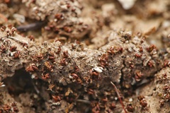 Aloina rigida