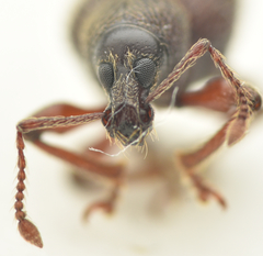 Otiorhynchus ligneus