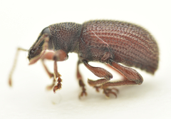 Otiorhynchus ligneus