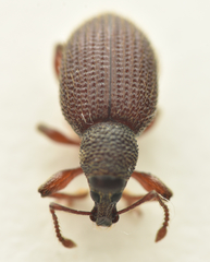 Otiorhynchus ligneus