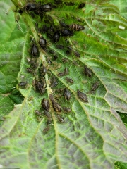 Microlophium carnosum