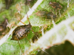 Microlophium carnosum