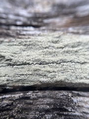 Ophioparma rubricosa