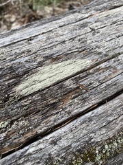 Ophioparma rubricosa