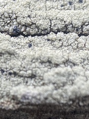 Ophioparma rubricosa