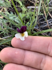 Viola hallii