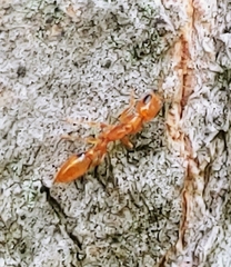Pseudomyrmex simplex