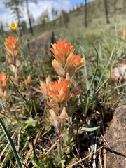 Castilleja brevilobata