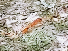 Pseudomyrmex simplex