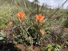 Castilleja brevilobata