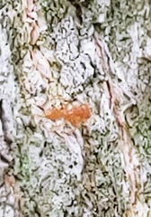 Pseudomyrmex simplex