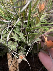 Castilleja brevilobata