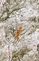 Pseudomyrmex simplex