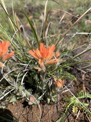 Castilleja brevilobata