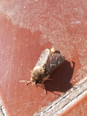 Parapielus luteicornis