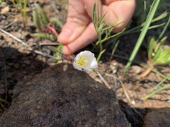 Lewisia oppositifolia