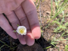 Lewisia oppositifolia