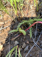 Lewisia oppositifolia