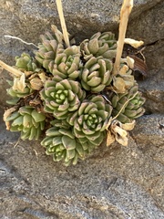 Sedum wrightii