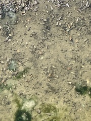 Cerithideopsis californica