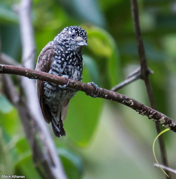 Speckle-chested Piculet illustration