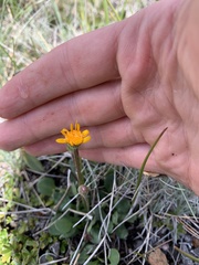 Packera hesperia