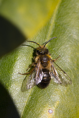 Andrena nigroaenea