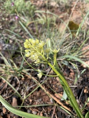 Toxicoscordion micranthum