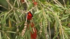 Melaleuca viminalis viminalis