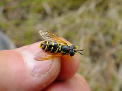 Chrysotoxum festivum