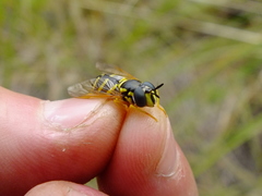 Chrysotoxum festivum