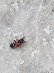 Horvathiolus guttatus