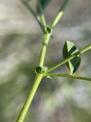 Hosackia stipularis