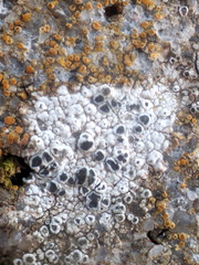 Diplotomma alboatrum