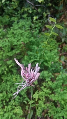 Exobasidium parvifolii