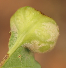 Neuroterus quercicola