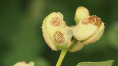 Neuroterus quercicola