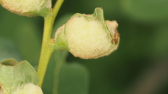 Neuroterus quercicola