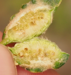 Neuroterus quercicola