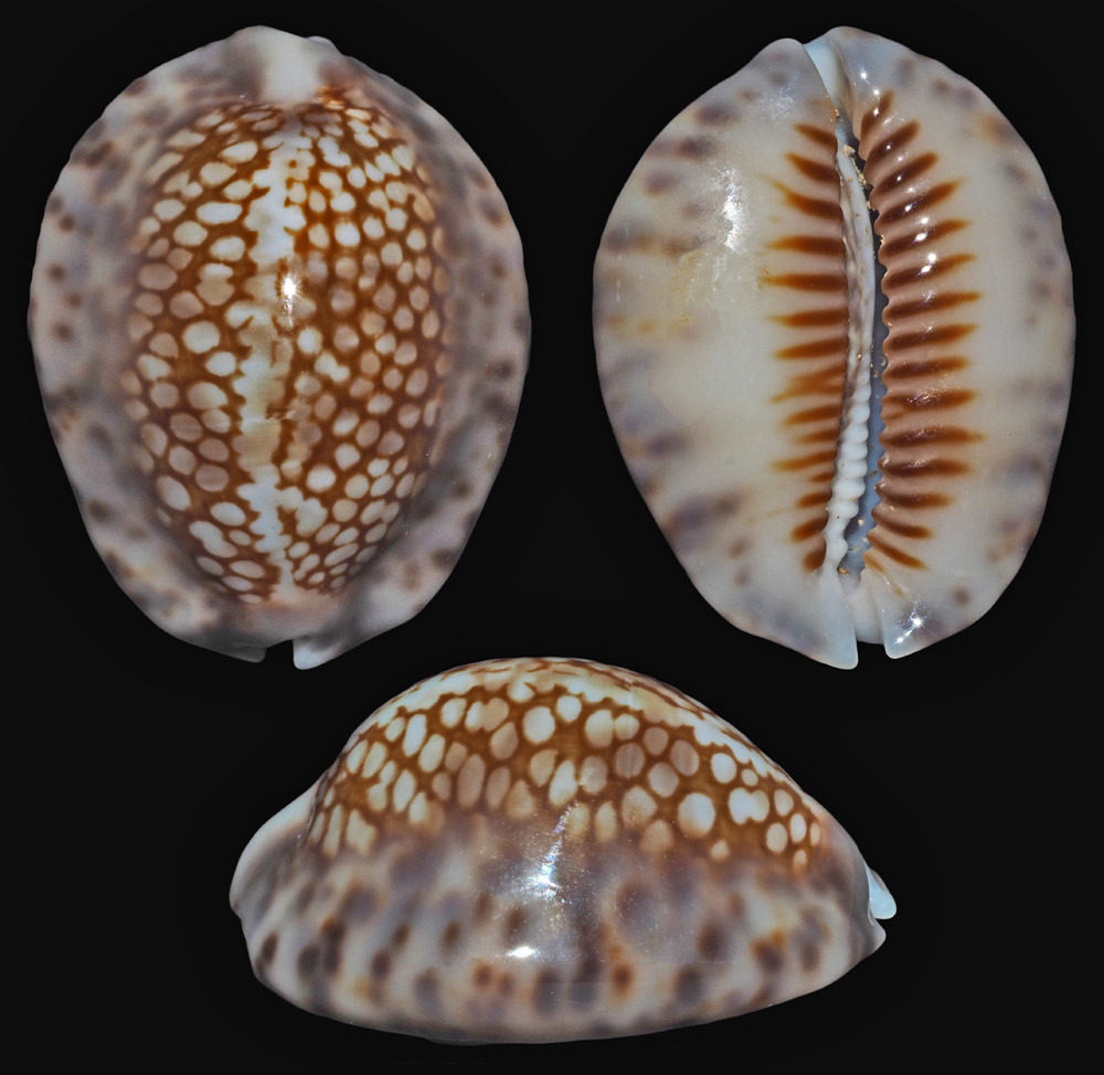 Mauritiini