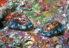 Mauritia depressa